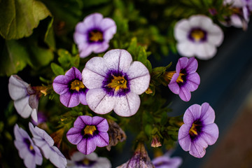 Purple Flowers
