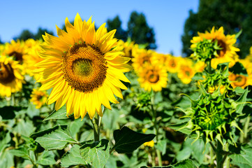 Girasoles