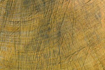 Natural wooden texture for the background. Cross section