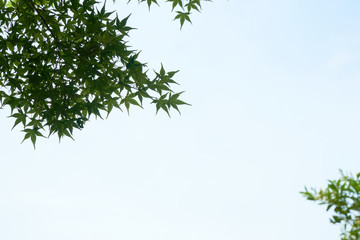 green leaves on the tree in the sky