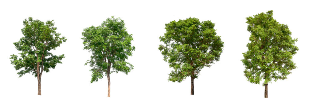 isolated Dead tree Collection on White Backdrop