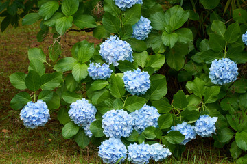 Close up shot of Blue flowers