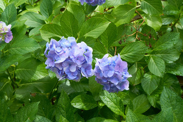 Close up shot of Blue flowers