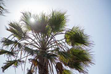 Fototapeta na wymiar Santa Monica Palm