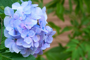 Close up shot of Blue flowers