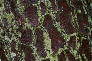 Close up shot of moss on the wood surface