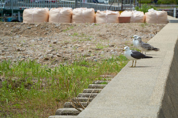 Close up shot of Seagull near the seashore
