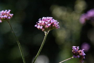 Flower purple