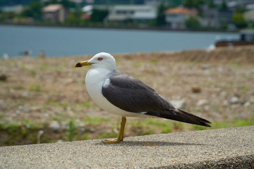 Close up shot of Seagull near the seashore