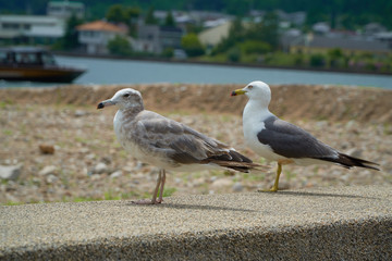 Close up shot of Seagull near the seashore