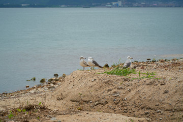 Close up shot of Seagull near the seashore