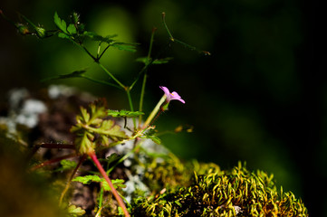 Flores