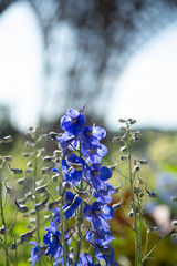 blue flowers on a background
