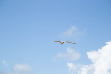 Seagull