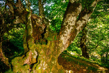 Bosque