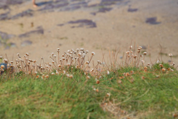 Beach Flowers
