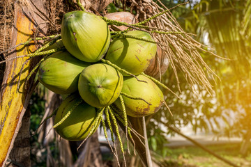 Coconut green fresh fruit on the tree at tropical forest