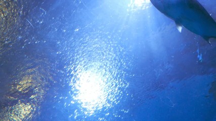 Video 4k of Bigeye Trevally (caranx sexfasciatus) in water