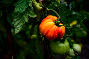 Tomates