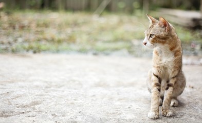 the cat is relaxed outside