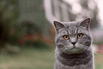 Close up portrait of gray cat sitting outdoor in summer. Cat with increadible whiskers an orange eyes looking at the camera. Soft focus and bokeh.