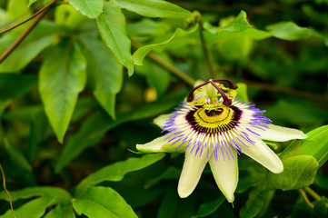 Flores