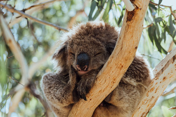 Beautiful koala in its pure natural habitat, hung from the branches of a tree, almost asleep, looking at camera, near Melbourne, Australia.