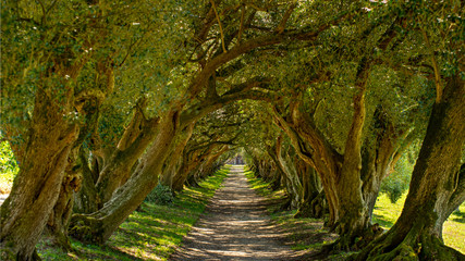 Túnel de olivos