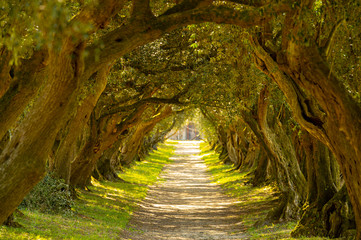 T&uacute;nel de olivos