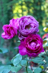 pink rose in the garden