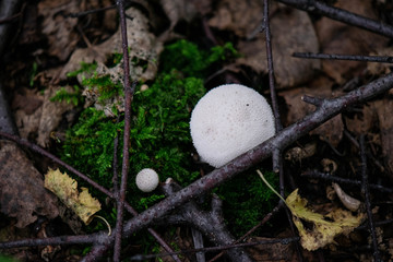  mushrooms in the forest