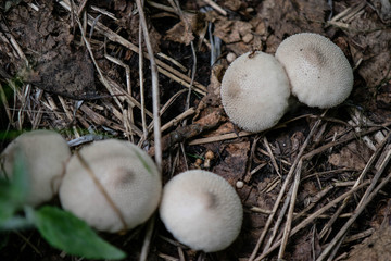  mushrooms in the forest