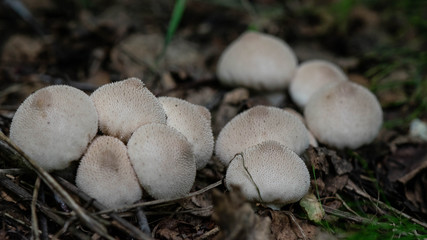  mushrooms in the forest