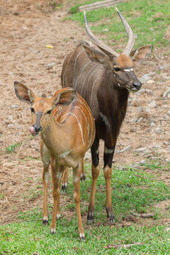 Male and female Nyala (Tragelaphus angasii) walking on green grass.