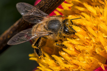 Honey bee (Apis mellifera) sitting on a red dahlia flower, macro, shallow dof.