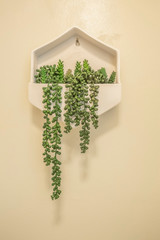 White tray with ornamental plant mounted on the white wall of a bathroom