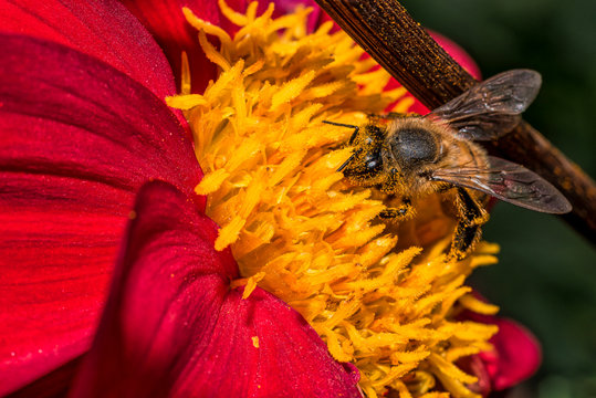 Honey bee (Apis mellifera) sitting on a red dahlia flower, macro, shallow dof.