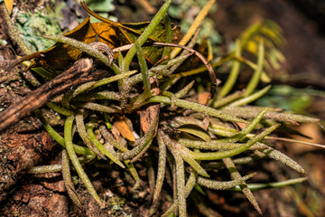 Air plant Tillandsia on the trunk of the tree.