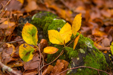 Foliage in Monti Simbruini national park, Lazio, Italy. Autumn colors in a beechwood. Beechs with yellow leaves.