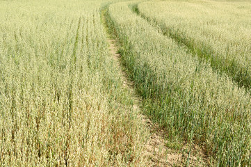 Train tracks in field of oats field.