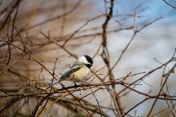 Black Capped Chickadee