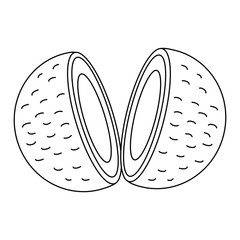 Isolated coconut fruit vector design