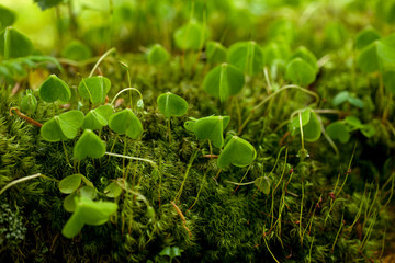 clover leaf on a mossy bark in a lush light.