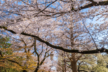 東京都国立市 桜が満開に咲く大学通りの風景