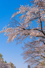 東京都国立市 桜が満開に咲く大学通りの風景