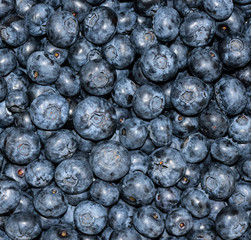 Heap of blueberry close up backgraund. Summer berries.