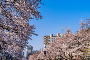 東京都国立市 桜が満開に咲く大学通りの風景