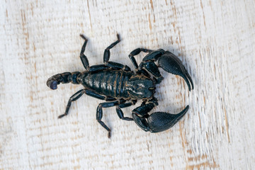 Asian black scorpion on white wooden background in Ubud, island Bali, Indonesia. Closeup