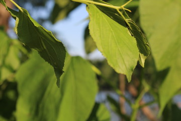 Fototapeta na wymiar green leaves of tree in spring