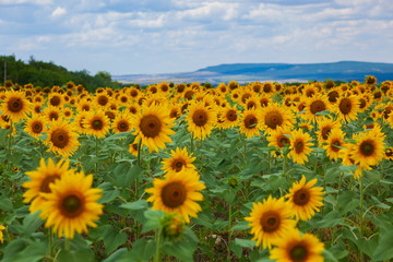 Field of sunflowers under clouds